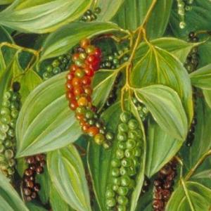 Creeping Pepper (Piper sp.) -  - Pokok Lada Menjalar Unik - रेंगता हुआ काली मिर्च पौधा Creeping Pepper – Exotic Climbing Vine Spicy Herbal Aroma Decorative Shiny Leaves Tropical Ground Cover LIVE PLANT