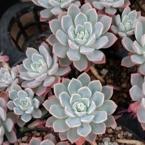 กุหลาบหินฟอร์มกุหลาบ เลี้ยงง่ายสวยงาม กระถางสองนิ้ว หน้าไม้กว้าง 2 นิ้วส่งทั้งกระถาง