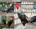 TELUR AYAM BANGKOK BIRMA ORI UNTUK DI TETASKAN. 
