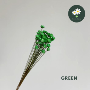 Dried Brazilian Daisy Flower Preserved 干花巴西小星花