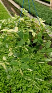 Tanaman Hias Hidup Gewor Variegatta: Tanaman Gantung yang Tahan Lama