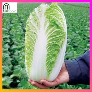 SeedsPLAZA™ - Chinese Cabbage Hybrid F1 Seeds for Planting Vegetable Plants (25 Seed) Organic Green Plant also for Pots