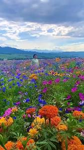 ดอกไม้คอสมอส ดอกไม้ Gesang ดอกไม้ตามฤดูกาล ดอกไม้ที่ใช้งานง่าย ดอกไม้ในสวน ดอกไม้กลางแจ้ง ดอกไม้ป่ารวมกันขายส่ง