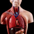 ✶【COD】Human Torso Body Model Anatomy Anatomical Medical Internal Organs For Teaching❂. 