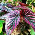 Tanaman Hias Begonia Red Rex. 