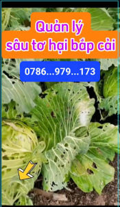 Lino pesti 80EC 20ml - Quản lý sâu tơ trên bắp cải