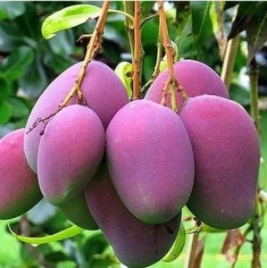 Bibit Mangga Irwin / mangga ungu Cepat berbuah