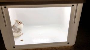 Box terarium Hamster Gecko Beard dragon reptil dll + Lampu termurah