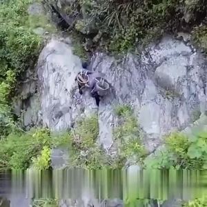 【Ship in 24H】Powerful freckle cream plant face cream remove freckles and dark spots 30g【现货】臻白美白祛斑霜去雀斑老年斑淡化黑色素产品美白祛斑神器孕妇可用