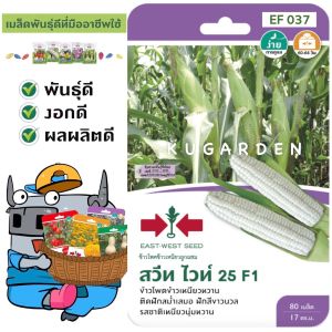 SORNDAENG 🇹🇭 ผักซอง ศรแดง S037# ข้าวโพดข้าวเหนียว สวีทไวท์ 25 F1 เมล็ดพันธุ์ ข้าวโพด เมล็ดพันธุ์ลูกผสม เมล็ดพันธุ์ผัก ผักสวนครัว ผักศรแดง