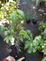 KHUYẾN MÃI SỐC TẶNG QUÀ cây khế bonsai mini đang quả + Tặng kèm cây chè lá vối uống nước. 