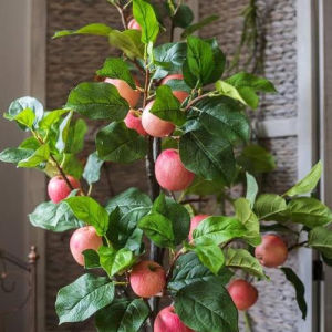 ( beli 2 gratis 1 anggur ) TERLARIS BIBIT APEL FUJI HASIL STEK BATANG DARI INDUKAN SUDAH BERBUAH