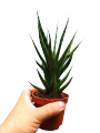 Sansevieria 'Bunlue Torch’  (4 to 6 inches height)[With FREE 1 Pc. Cocopeat, Ipa, Philodendron  cutting randomly picked by Seller]. 