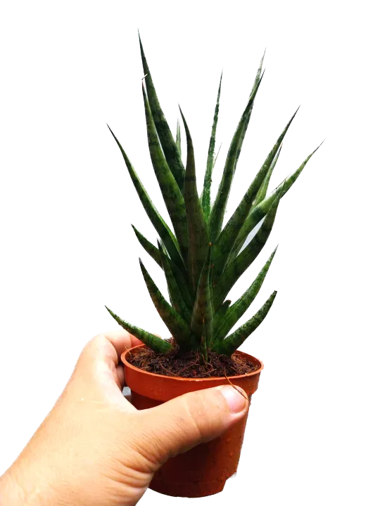 Sansevieria%20'Bunlue%20Torch%E2%80%99%20%20(4%20to%206%20inches%20height)%5BWith%20FREE%201%20Pc.%20Cocopeat,%20Ipa,%20Philodendron%20%20cutting%20randomly%20picked%20by%20Seller%5D%20-%20Image%203