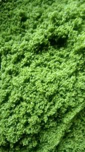 bibit wolfia super 500 gram murah pakan ikan hias ikan kecil