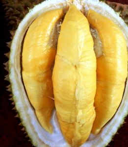 Bibit Musangking Durian Musang King Super Unggul Siap Berbuah Daun Lebat
