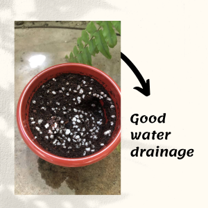 Agro Farm Organic Potting Soil / Soil for plant / Potting soil mix / Gardening Soil