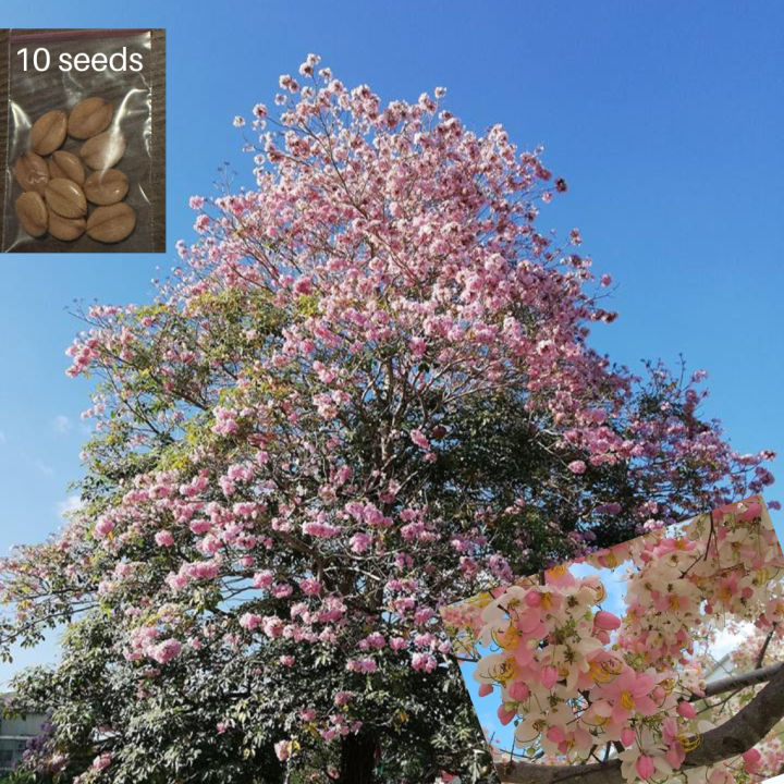 Palawan Cherry Blossom | 10 Seeds | Lazada PH