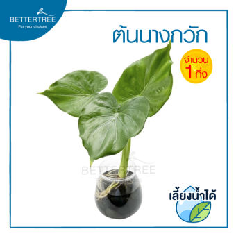 รูปจากผู้ขายบน Lazada: นางกวัก (จำนวน 1 ต้น) สามารถเลี้ยงน้ำได้ ความยาวต้นประมาณ 25 cm ไม้ฟอกอากาศ ต้นไม้มงคล ต้นไม้ ต้นไม้ในร่ม ต้นไ ตั้งราคา ฿69 ขายแล้ว 326 ชิ้น