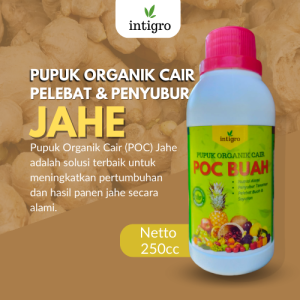 Obat Penyubur Tanaman Jahe / Pupuk Penyubur Tanaman Jahe Merah Emprit / Pupuk Pembesar Umbi Jahe