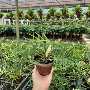 TKL - Philodendron Tortum/Corkscrew Philodendron 鱼骨蔓绿绒