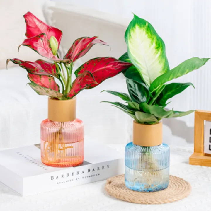 กระถางต้นไม้พลาสติกรูปฟักทองสีขาวรดน้ำอัตโนมัติ