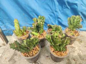 HCm - xương rồng Vạn lý trường thành nhỏ chậu 5cm cây dễ trồng khỏe rễ