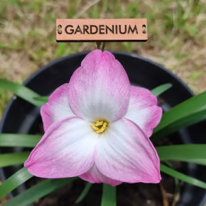 Umbi Bunga Rain Lily Rounded - Zephyranthes Labuffarosea Hybrid