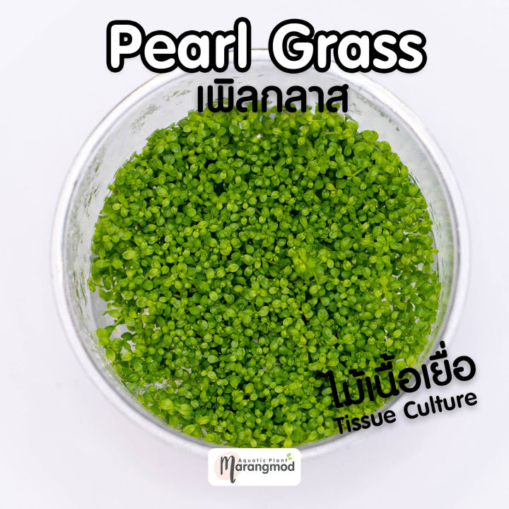 Pearl Grass เพิลกลาส (ไม้เนื้อเยื่อ Tissue Culture) Lazada.co.th
