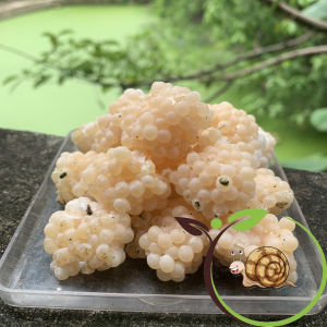 (20 Ổ)Trứng Ốc Nhồi Miền Bắc - Tặng 4 Ổ ThảoVi.Farm