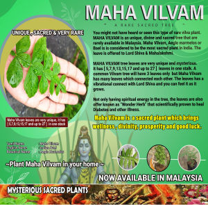 Live Plant Maha Vilvam Feng Shui VASTU SHASTRA Energetic Plant COMES with Special Prayer under your name and Sangkalpa Card ( Good Luck Card ) MAHA SIVARATHRI