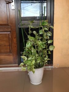 Penyangga Tanaman Flower Support " GREEN WIRE Size 75cm90cm120cm150cm180cm Muraaaaah Puooool