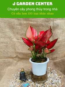 Cây vạn lộc đỏ tươi dễ sống để trang trí bàn làm việc văn phòng cây thủy sinh dễ chăm sóc cây thanh lọc không khí