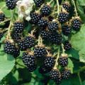 Bibit Tanaman Blackberry. 