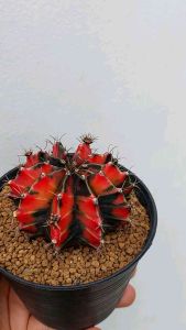 ยิมโนด่าง แบล็คเพิร์ล ไซน์ใหญ่ กระถาง 4 นิ้ว ไม้โคลนชื่อดัง