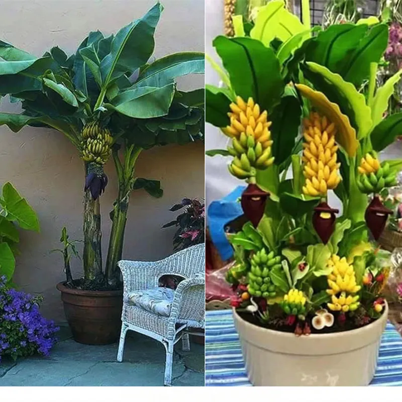 Original Rare Red Banana Tree Seeds for Planting Dwarf Banana Plant  Delicious Banana Fruit Seed Mini