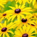Black Eyed Susan Flower Seeds Rare Flower Seeds Heirloom Flower Seeds Organic Seeds Rudbeckia Seeds for Planting Rudbeckia Seeds for Gardening. 