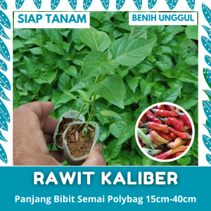 BENIH SEMAI: 50 BATANG BIBIT CABE RAWIT MERAH KALIBER SIAP TANAM