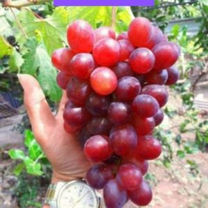 Bibit anggur import varian Ninel