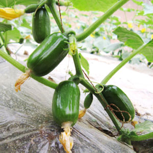 เมล็ดแตงกวาลูกเกดเมล็ดผลไม้หญิงฤดูกาลเมล็ดพืชผัก