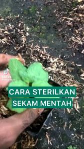 MILIKI SEGERA HARGA TERJANGKAU SEKAM MENTAH PENYUBUR TANAH TANAMAN PENGIKAT AIR PENCEGAH HAMA