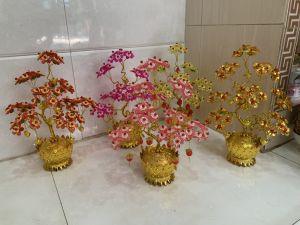 Cây phát tài cao 35cm