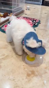AIMAYAPET Pet Triangle Scarf Dog Saliva Towel Teddy Bichon Cute Bib Cat Jewelry Decoration