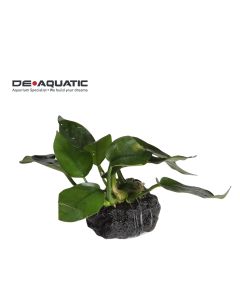 Anubias Aquatic Plant