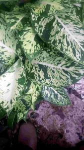 Keindahan Tanaman Hias Interior: Srirejeki Blanceng & Aglonema Blanceng Sparkle