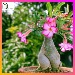 SeedsPLAZA™ - Desert Rose Seed Mix for Planting Flowers (6 Seeds) incl. Instruction for Adenium Obesum succulent plant