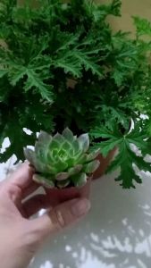Herbs Mosquito Live Plant Pokok Nyamuk Herba Pelargonium Citrosum