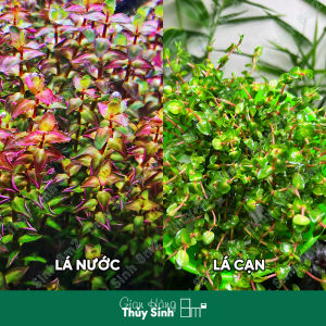 (Lá Cạn) Vảy Ốc Ngọc Trai (Rotala Pearl) | Cây Thủy Sinh Trung Cảnh Cắt Cắm | 8m2