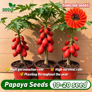 [Selected seeds] 15pcs High Yield Red Papaya Seeds Red Lady Dwarf Papaya Seeds for Planting Bonsai Papaya Plant Seeds for Garden Sweet Papaya Potted Fruit Seeds Real Plants Red Lady F1 Papaya Seeds Fruit Bearing Tree Seedlings Easy To Grow in Philippines