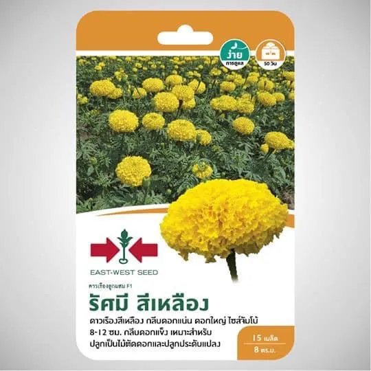 เมล็ดพันธุ์ดาวเรือง ศรแดง รัศมีสีเหลือง ดอกสวย